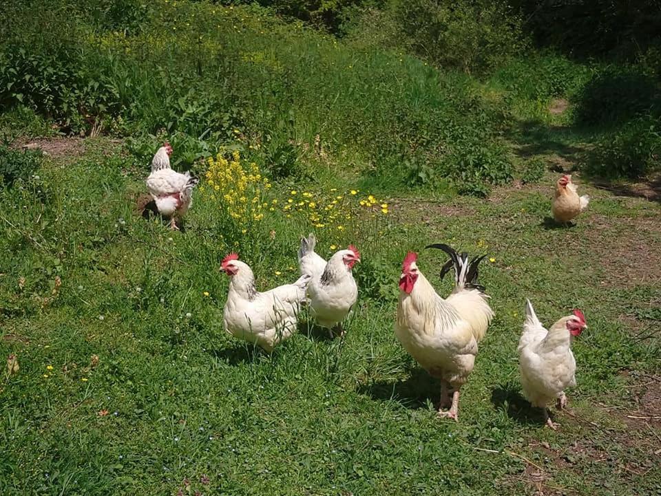 Clan Boucheron Louroux-Bourbonnais Dış mekan fotoğraf